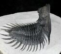 Arched Delocare (Saharops) Trilobite - Great Eyes & Spines #23296-5